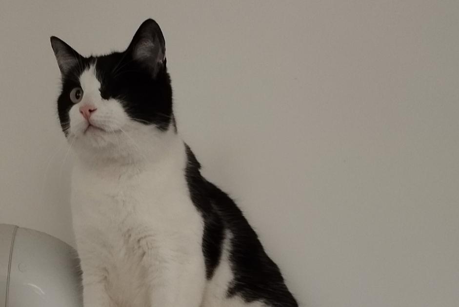 Avviso scomparsa Gatto  Maschio , 4 anni Parçay-Meslay Francia
