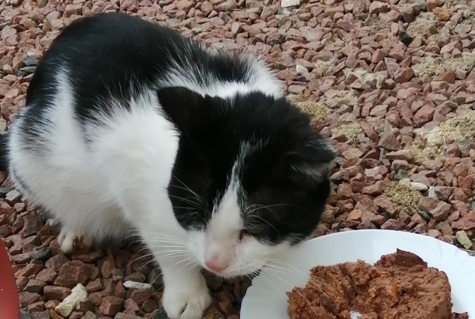 Ontdekkingsalarm Kat Mannetje Assay Frankrijk