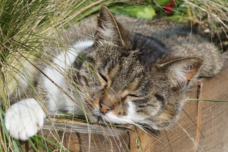 Verdwijningsalarm Kat rassenvermenging  Vrouwtje , 7 jaar Veigné Frankrijk