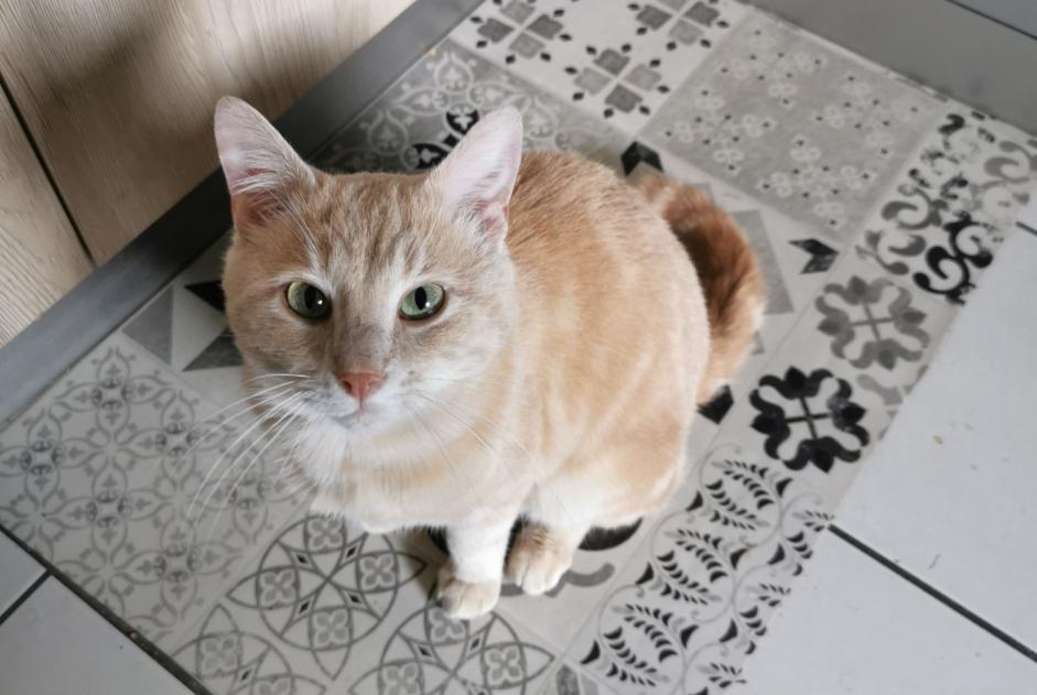 Ontdekkingsalarm Kat  Mannetje Joué-lès-Tours Frankrijk