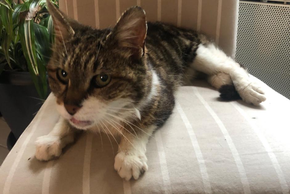 Ontdekkingsalarm Kat Vrouwtje Vernou-sur-Brenne Frankrijk Ontdekkingsalarm Kat Vrouwtje Vernou-sur-Brenne Frankrijk