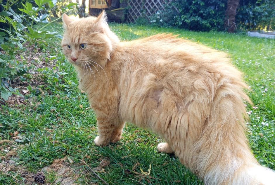 Ontdekkingsalarm Kat Mannetje Dame-Marie-les-Bois Frankrijk