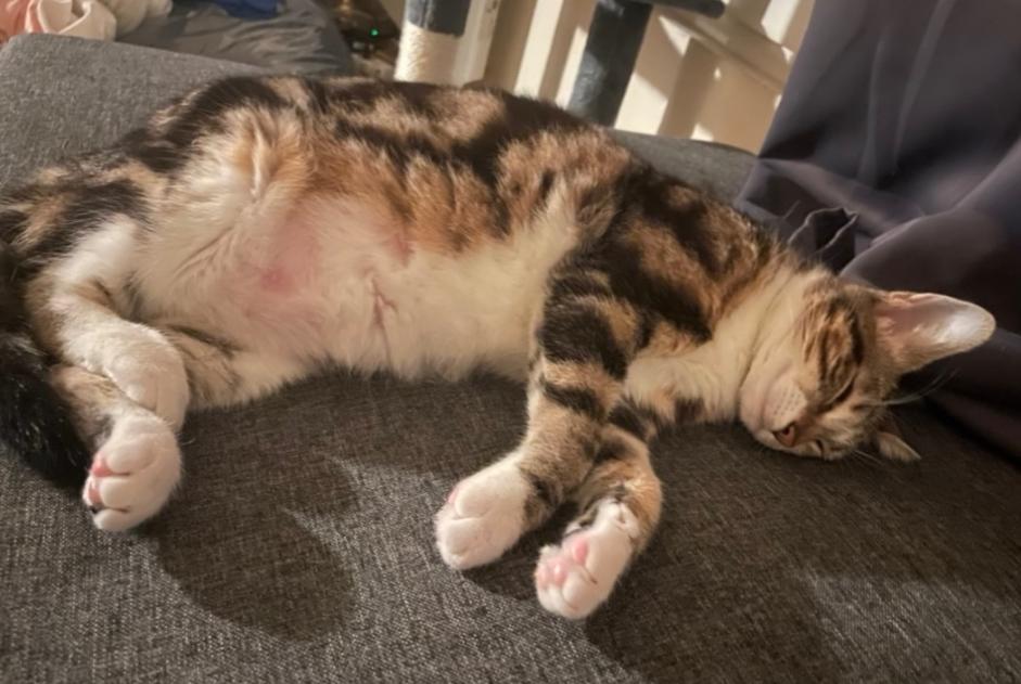Alerta desaparecimento Gato Fêmea , 1 anos Tours France