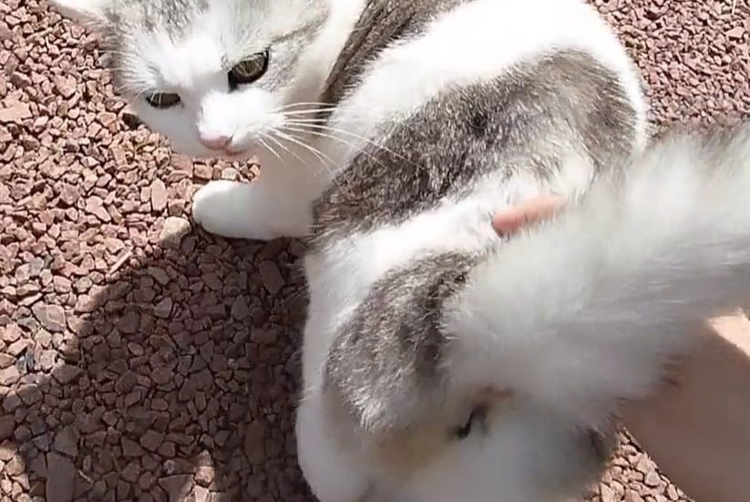 Alerta desaparecimento Gato Fêmea , 9 anos Benais France