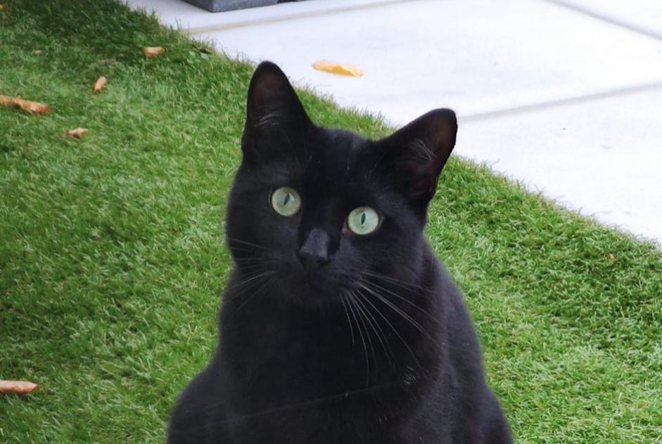 Alerta desaparecimento Gato  Macho , 3 anos Tours France