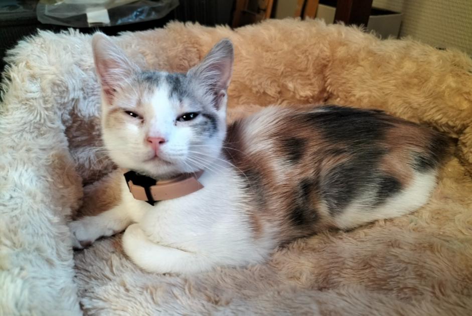 Alerta descoberta Gato Desconhecido Ballan-Miré France