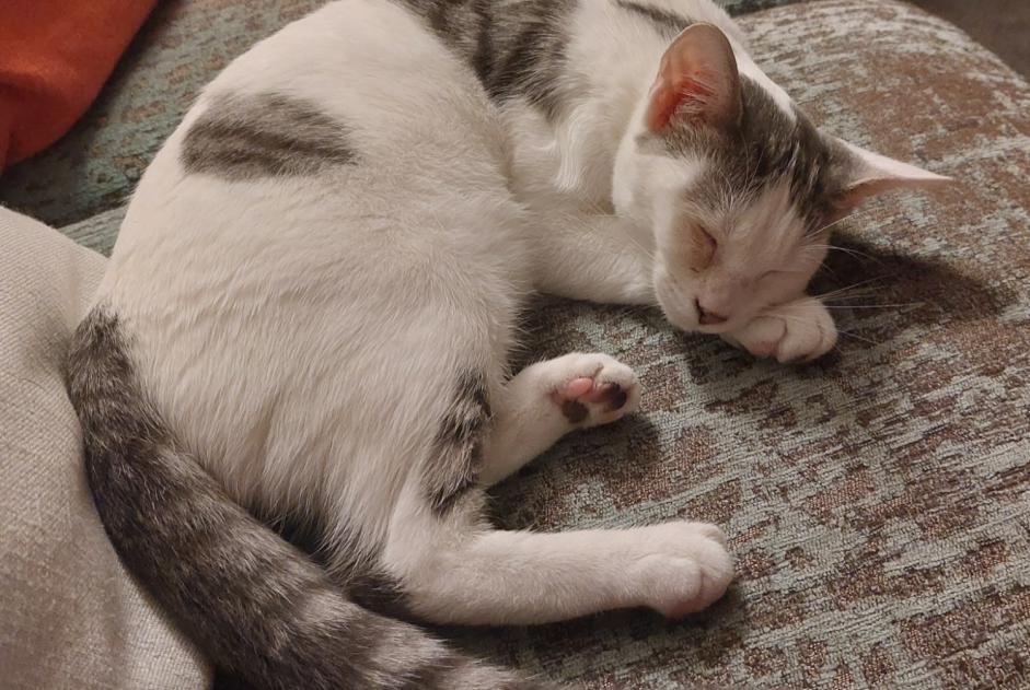 Alerta desaparecimento Gato Fêmea , 0 anos Joué-lès-Tours France