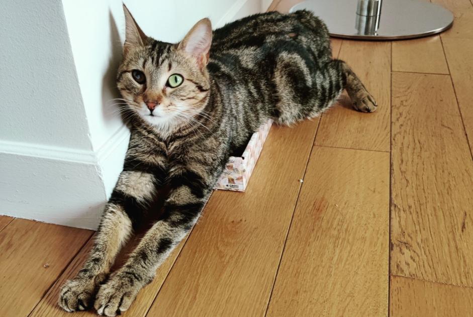Alerta desaparecimento Gato  Fêmea , 1 anos Tours France