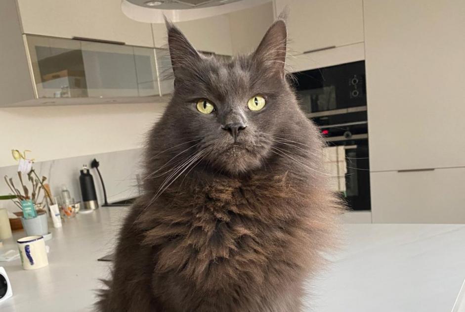 Alerta desaparecimento Gato Macho , 6 anos Tours France Alerta desaparecimento Gato Macho , 6 anos Tours France