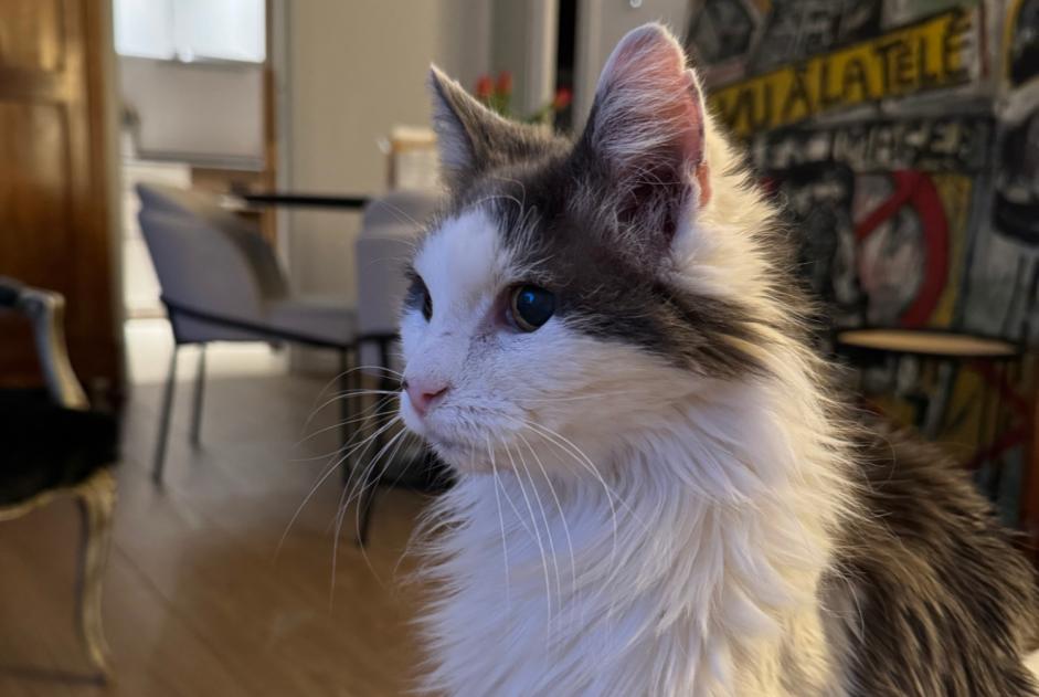 Alerta desaparecimento Gato cruzamento  Macho , 19 anos Amboise France